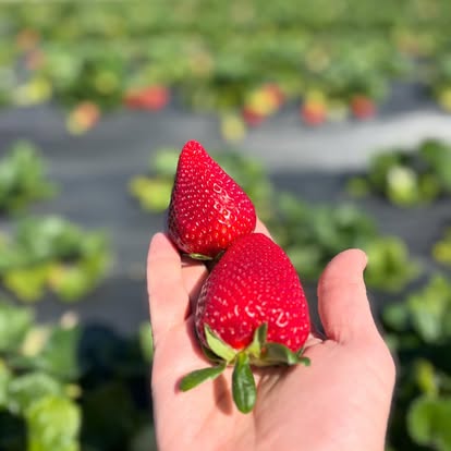 Farm stand fresh seasonal fruit