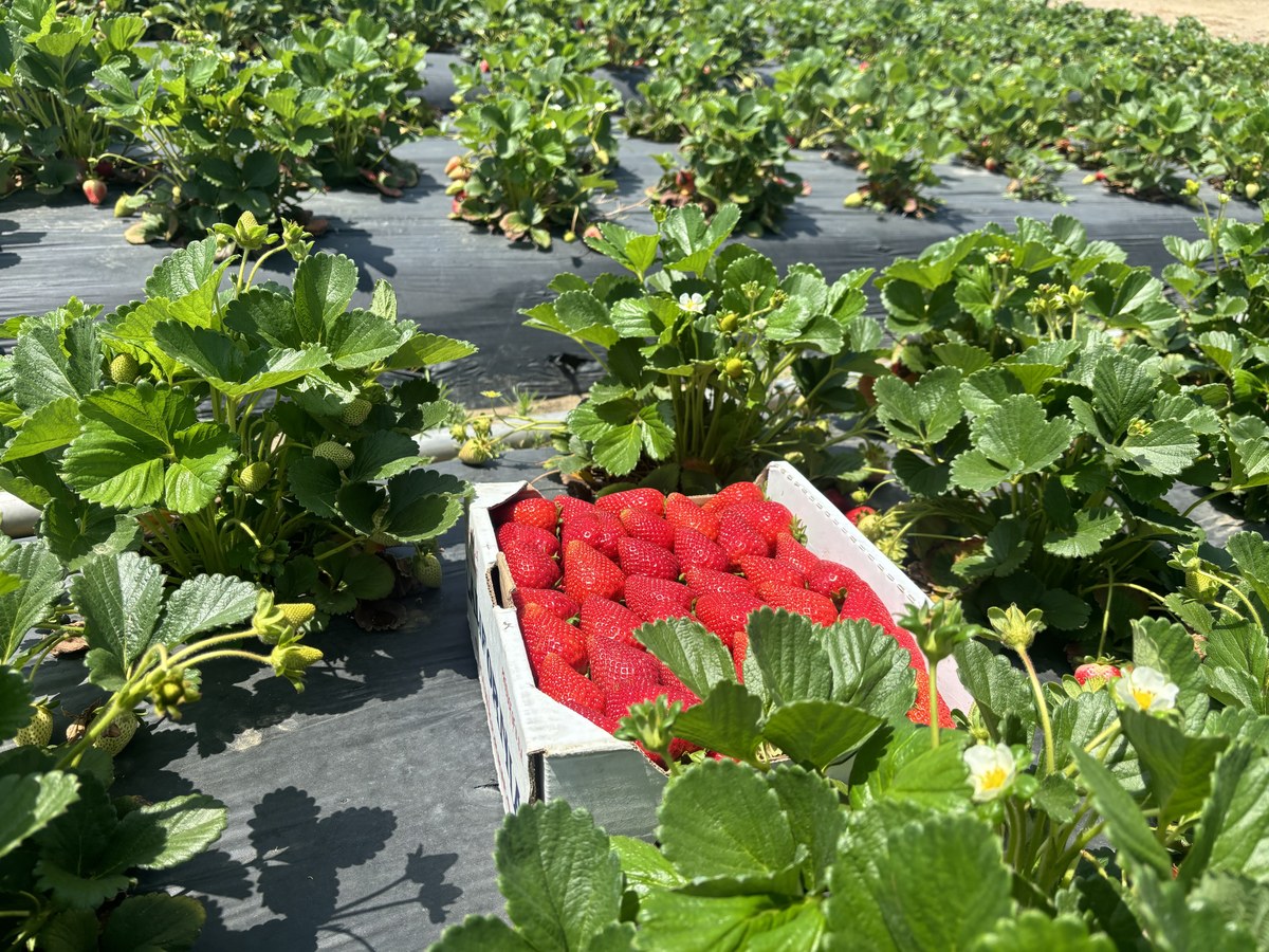 Sweet strawberries in carton resting among lush strawberry plants and white blossoms
