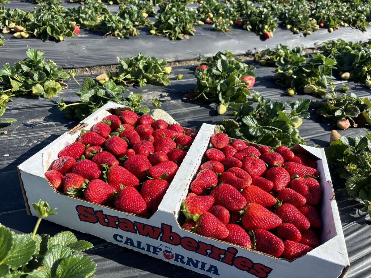 Two full flats of freshly picked California strawberries in the farm rows