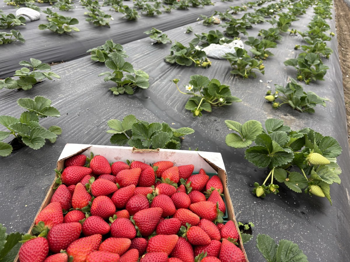 Freshly harvested flat of red strawberries overlooking sunny field rows at Nicolson Strawberries