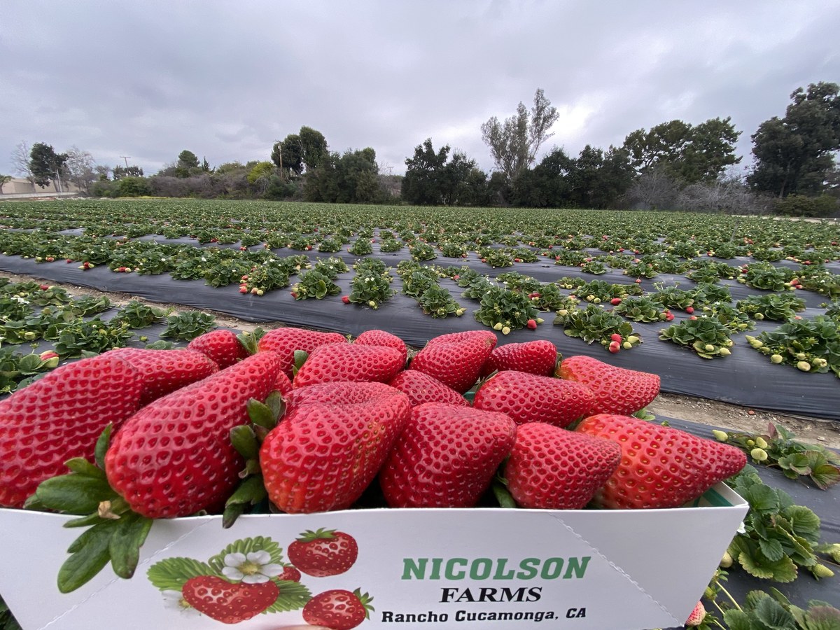 Nicolson Farms Rancho Cucamonga carton overflowing with giant sweet strawberries