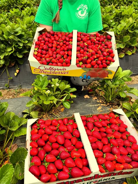 Nicolson Strawberries fresh harvest