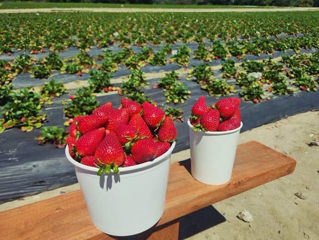 Two harvest buckets filled with fresh-picked strawberries in the field rows