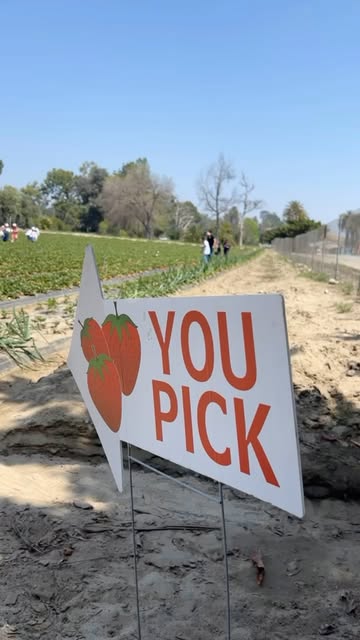Nicolson Farms You Pick sign pointing visitors down the strawberry rows