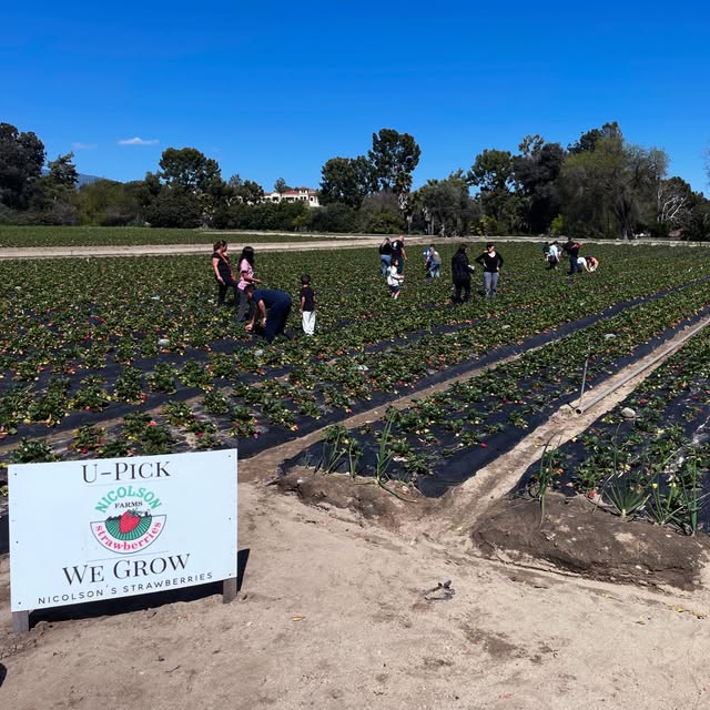 Families and children picking strawberries in the field rows at Nicolson Farms You-Pick